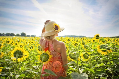 Hypnosis sunflower field